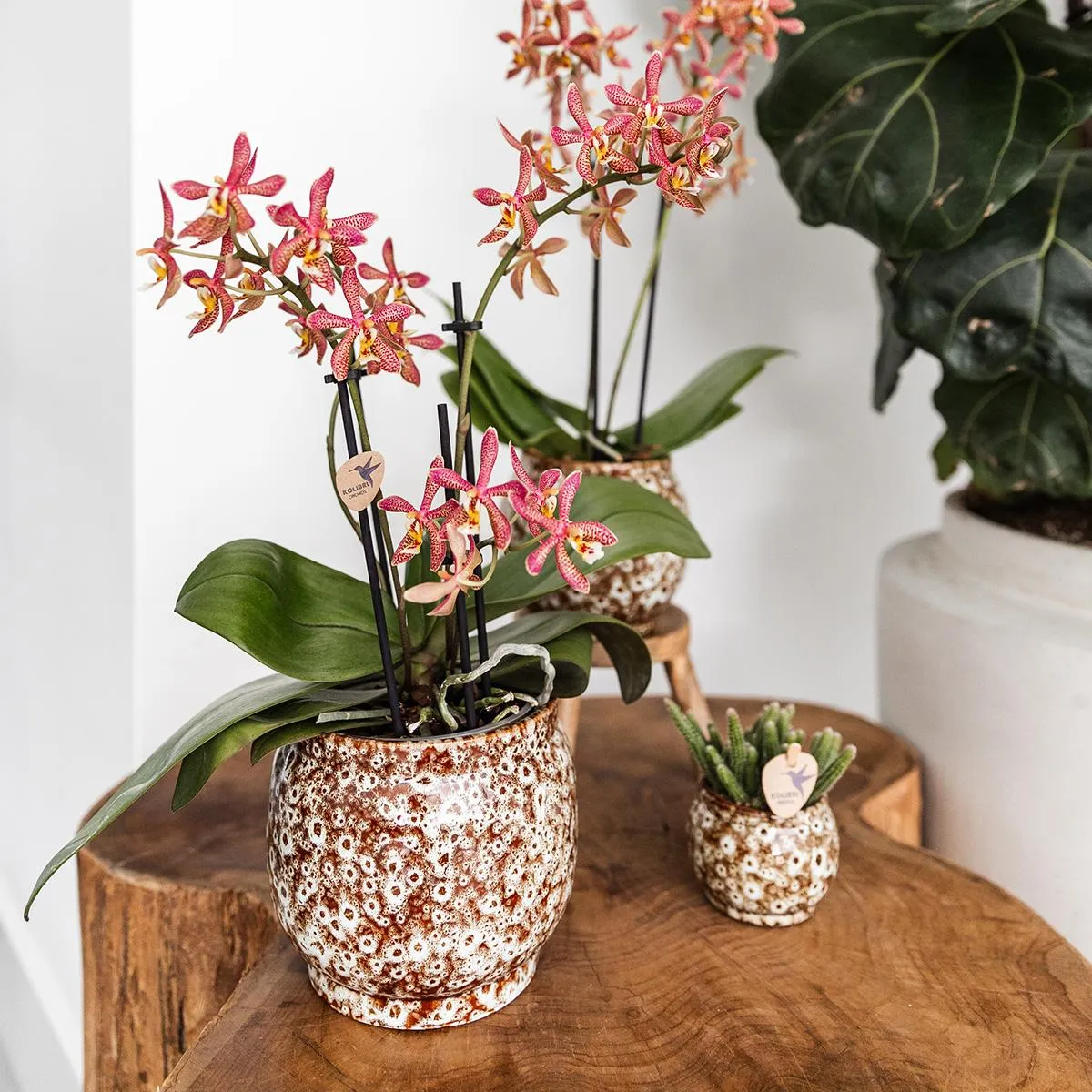 Plant and Stories Safari cache-pot céramique 12 cm fait main