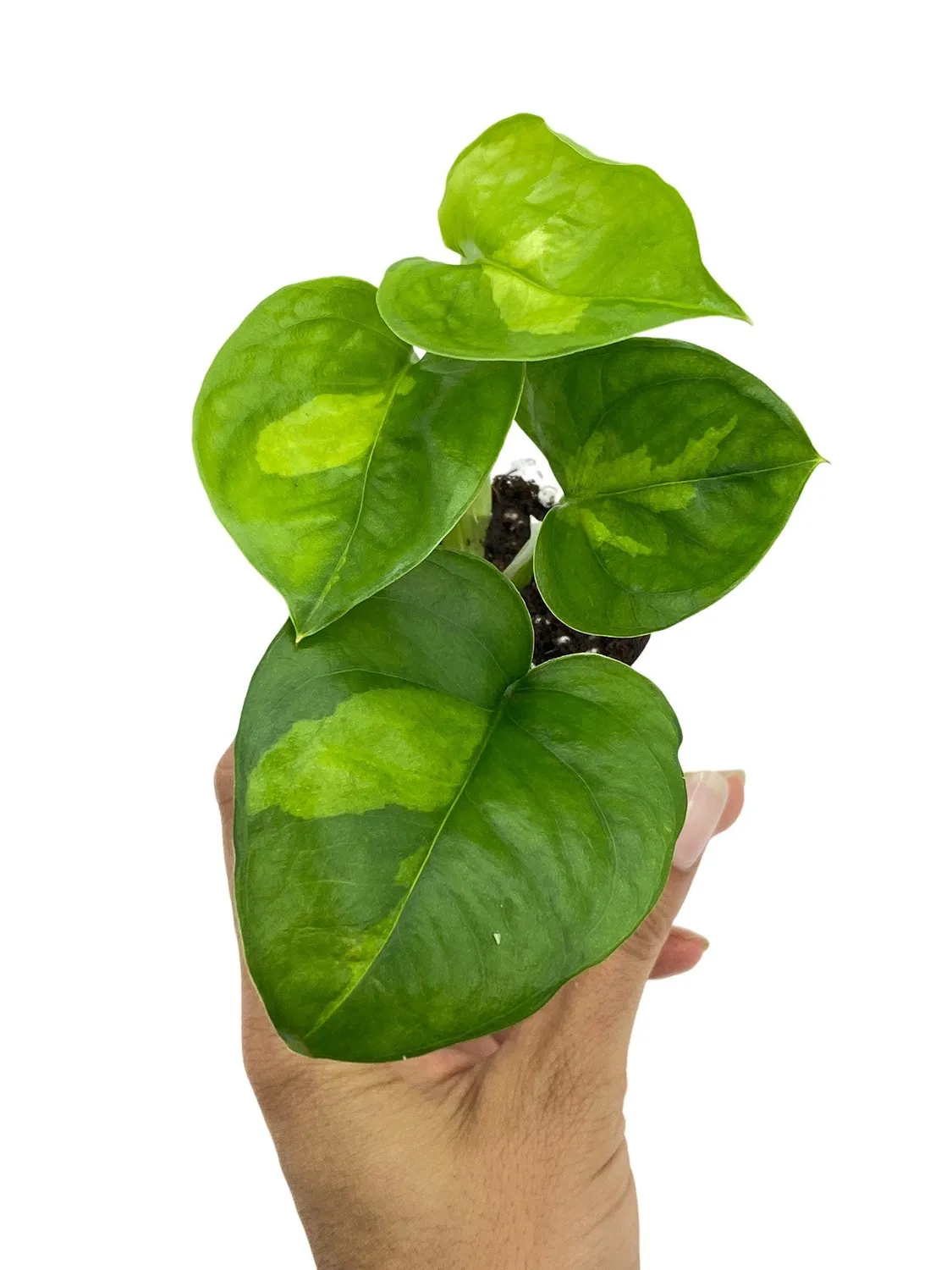 Plant and Stories Global Green pothos pot 6 cm bicolore