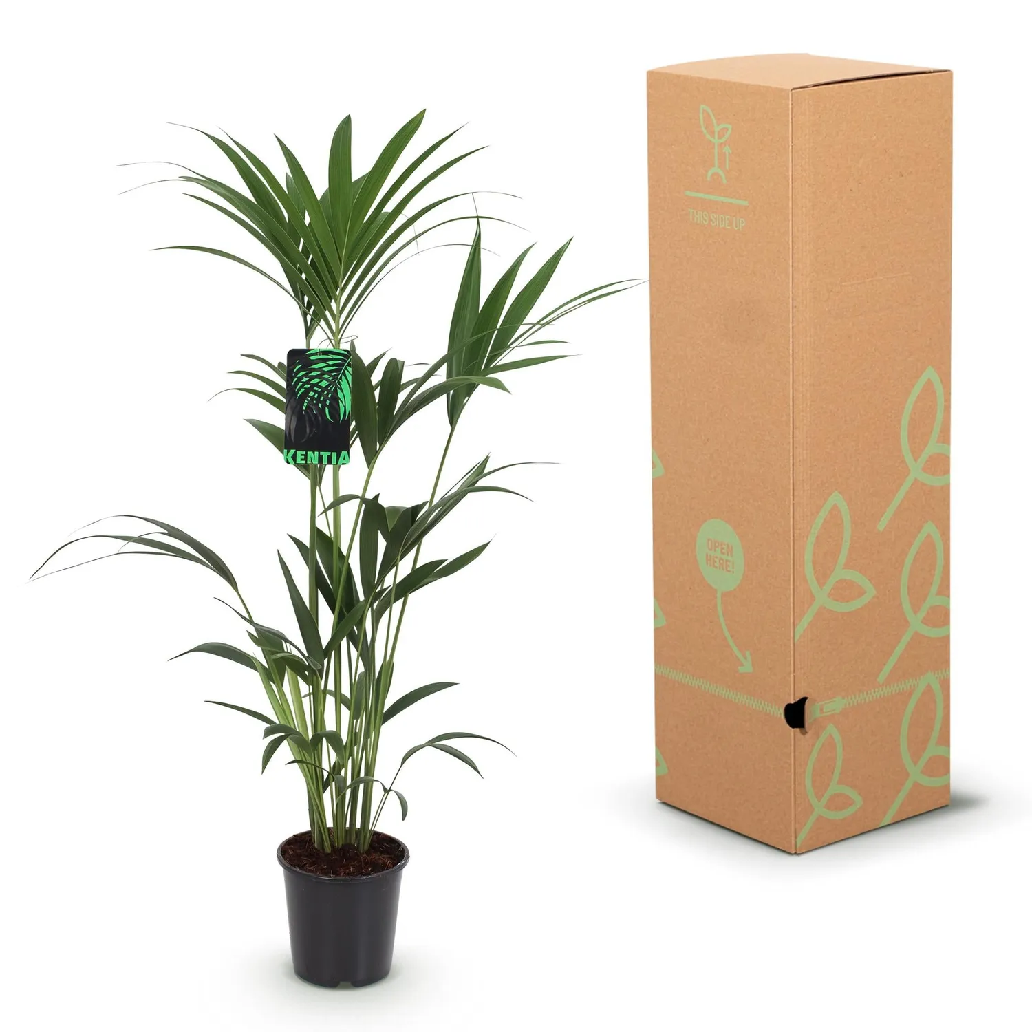 Plant and Stories Kentia Howea palmier pot 24 cm 150 cm tolérant