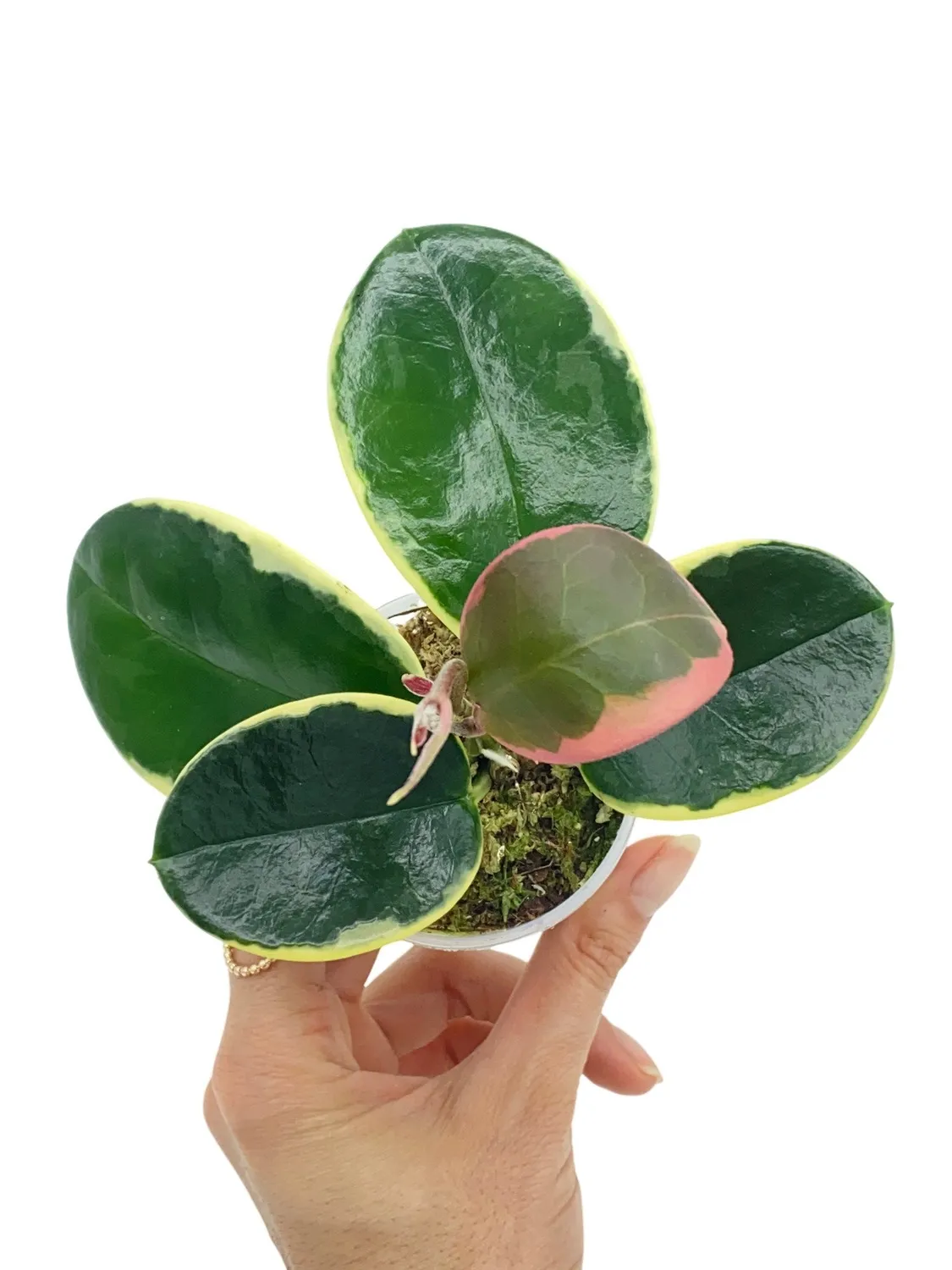 Plant and Stories Hoya Australis Blondie plante pot 6cm panaché