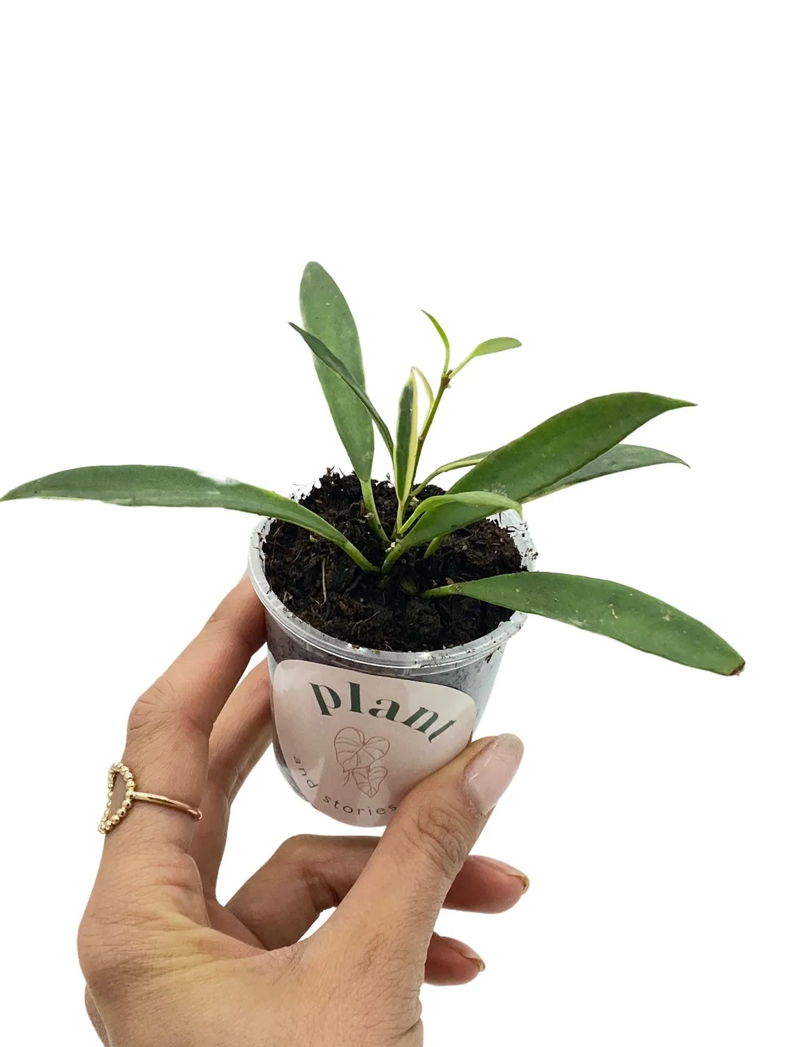 Plant and Stories Tsangii Albomarginata hoya variegata 6 cm