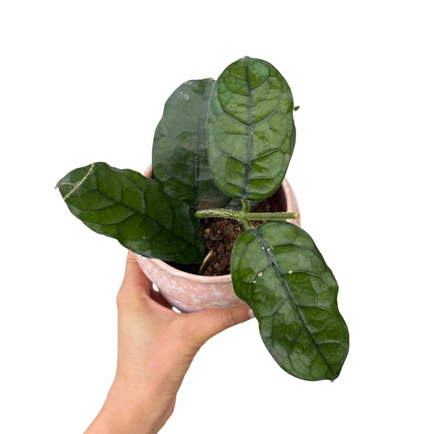 Plant and Stories Villosa hoya plante d'intérieur pot 9 cm