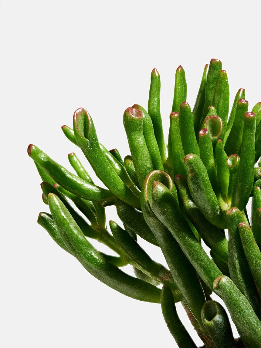 By Charlot La Rêveuse crassula recharge 12 cm