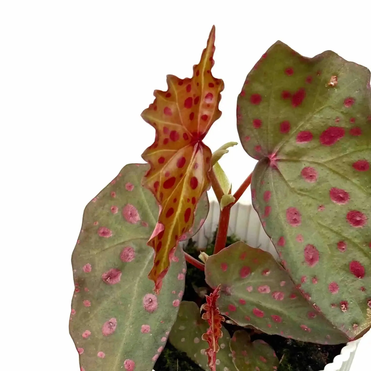 Plant and Stories Begonia Amphioxus bégonia pot 8 cm tacheté