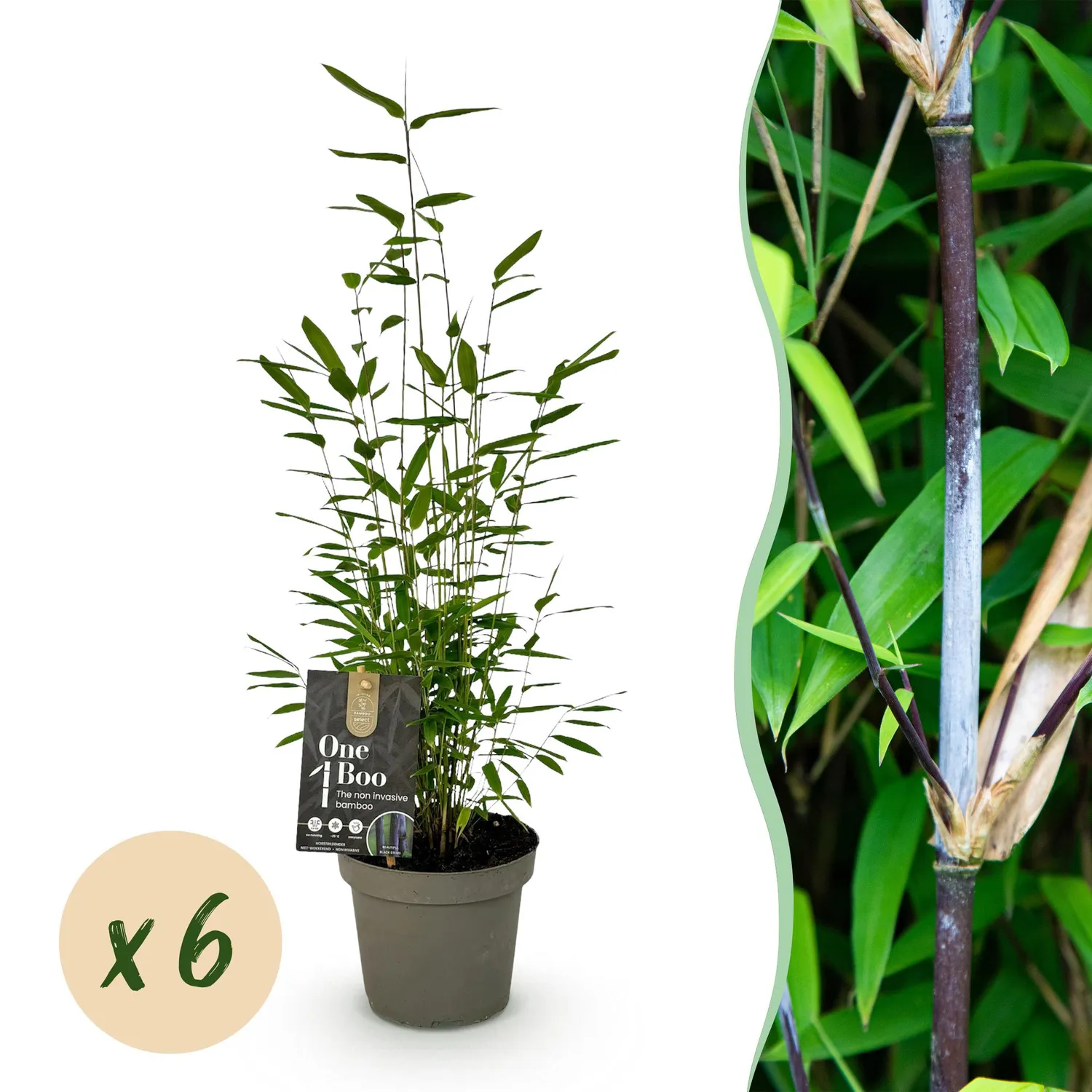 PLANT AND STORIES Bambou Fargesia Black Dragon 2 plants pot 14cm