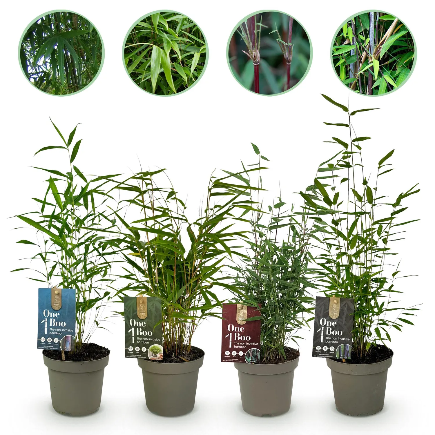 Plant and Stories Fargesia Rainbow bambou 35 cm non-traçant