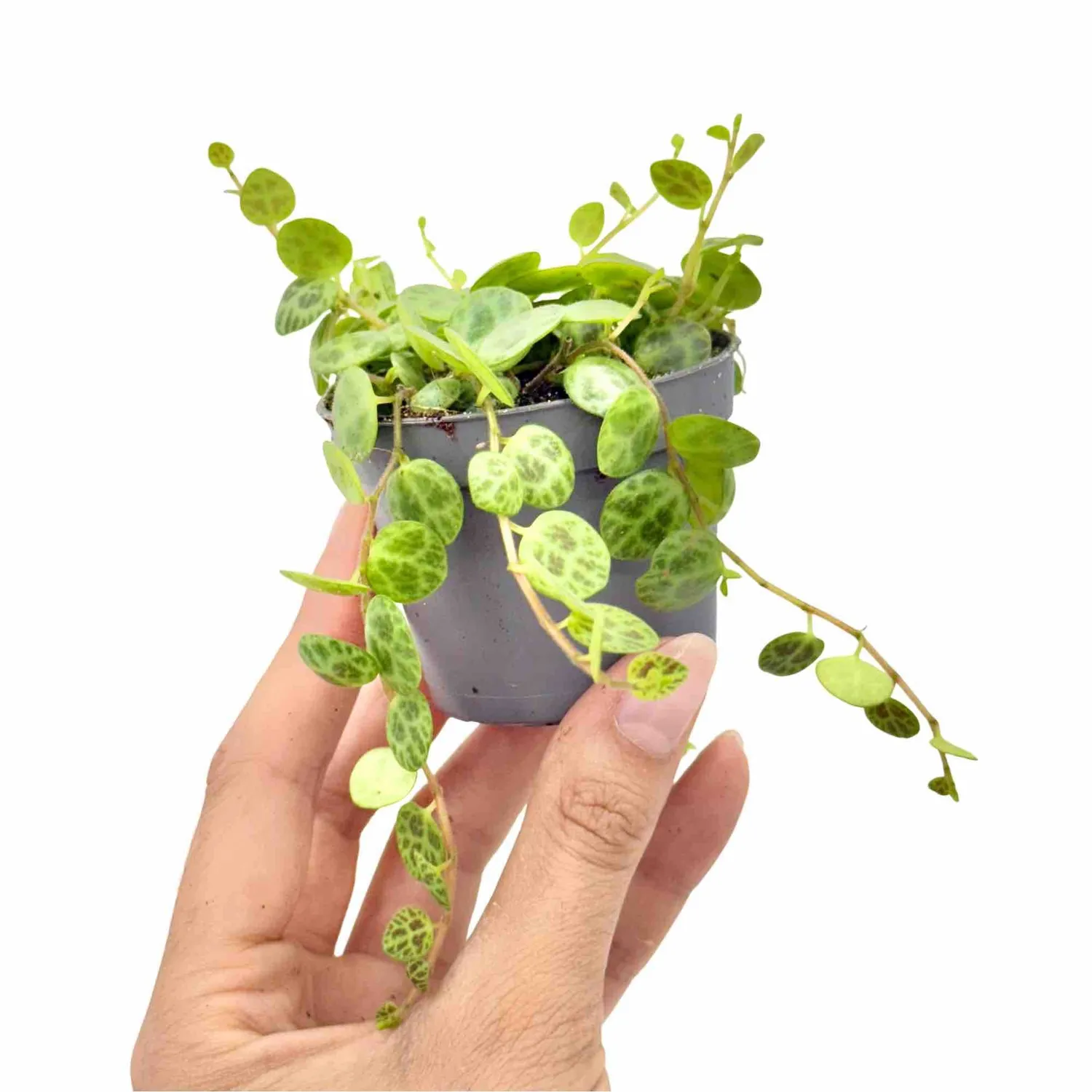 Plant and Stories Peperomia Prostrata plante 6 cm tortue