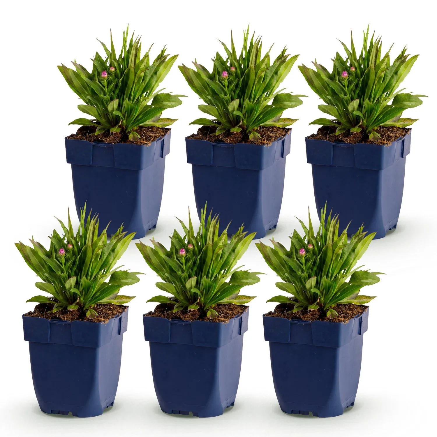 Plant and Stories Wood's Pink aster vivace 1 plant
