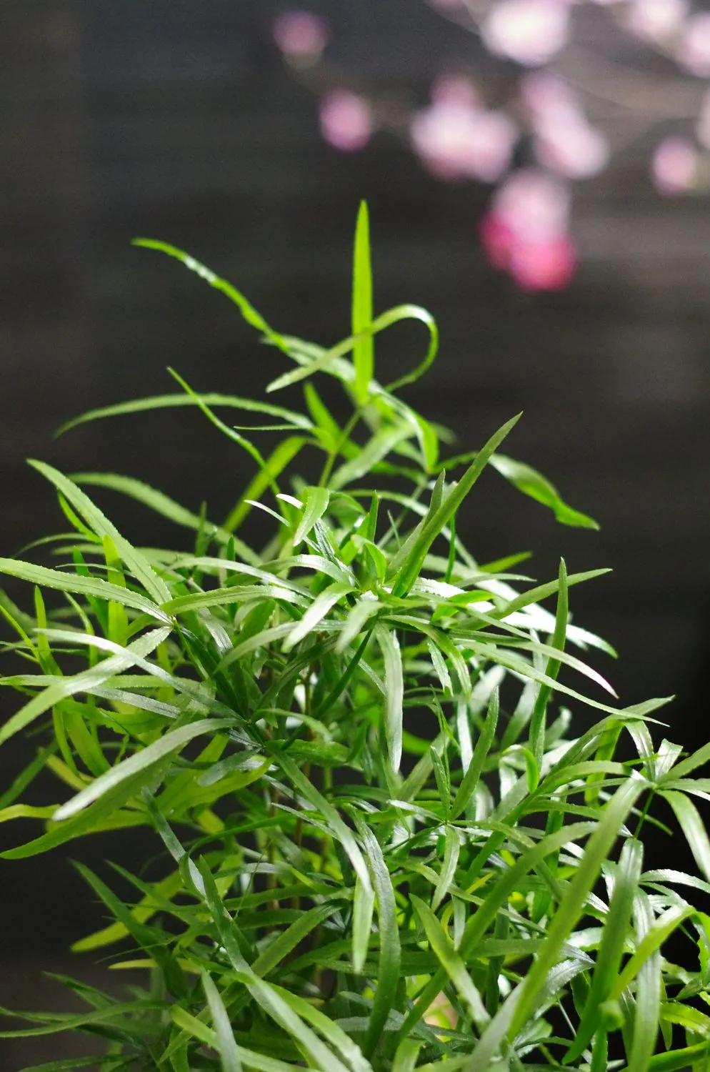AQUAPHYTE Mélanésie Ni kokedama asparagus 12 cm