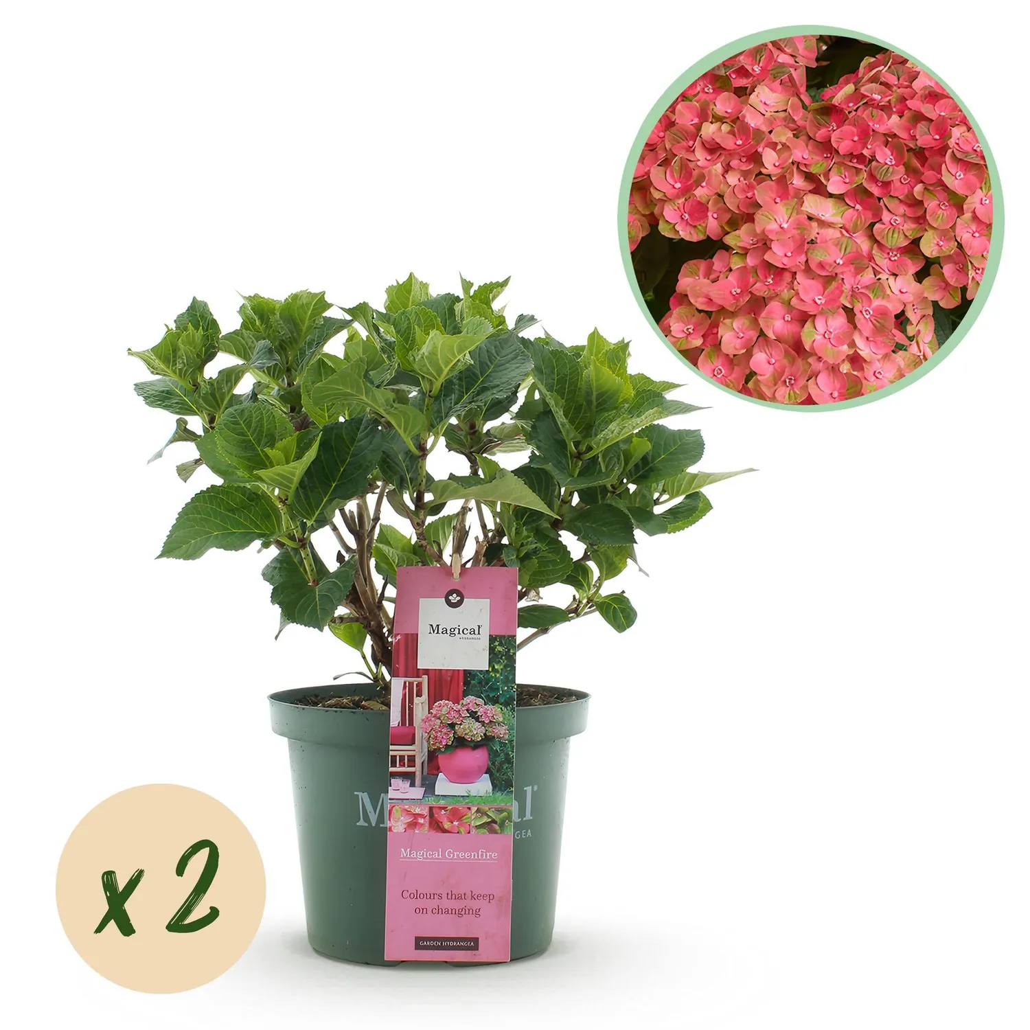 Plant and Stories Hortensia Magical Green Fire arbuste pot 23cm rose