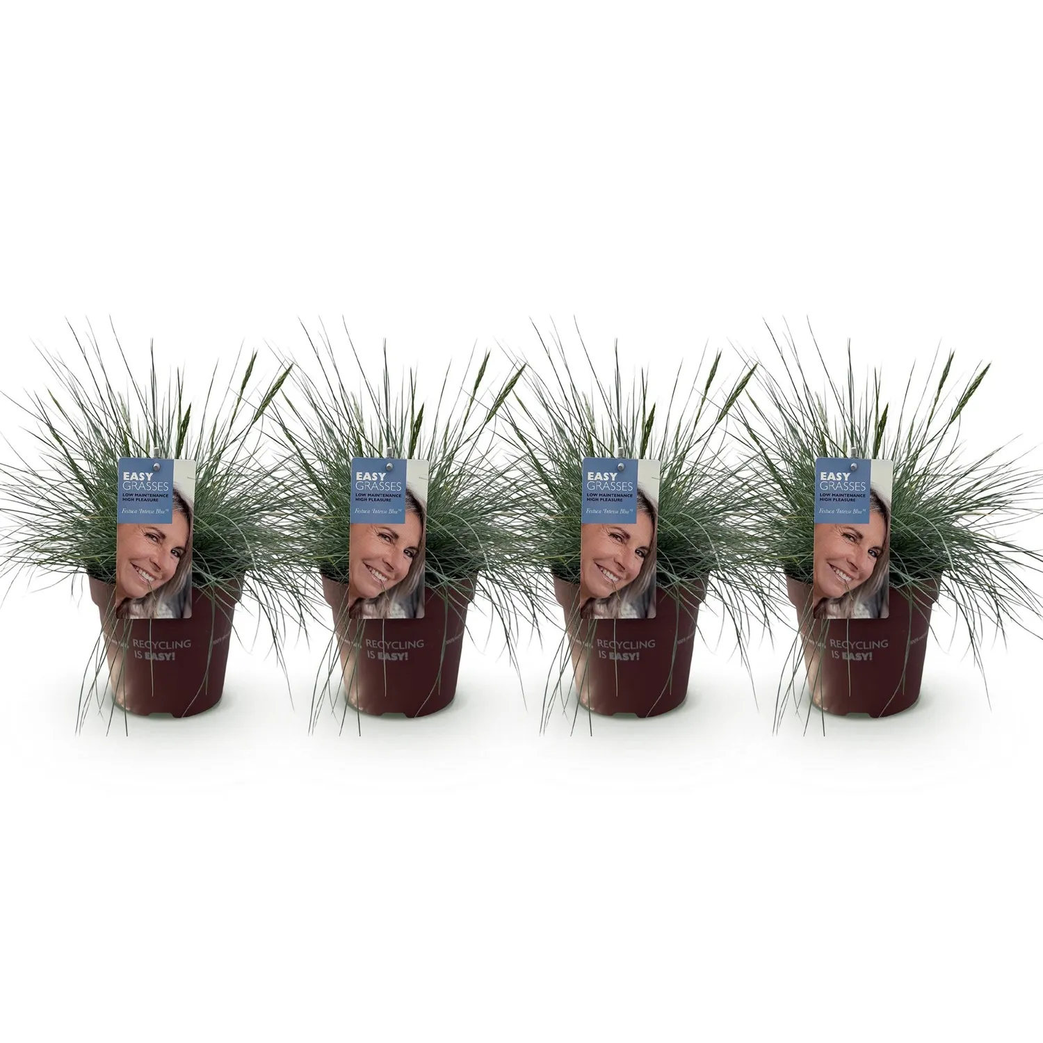 Plant and Stories Festuca Intense Blue graminée pot 17cm