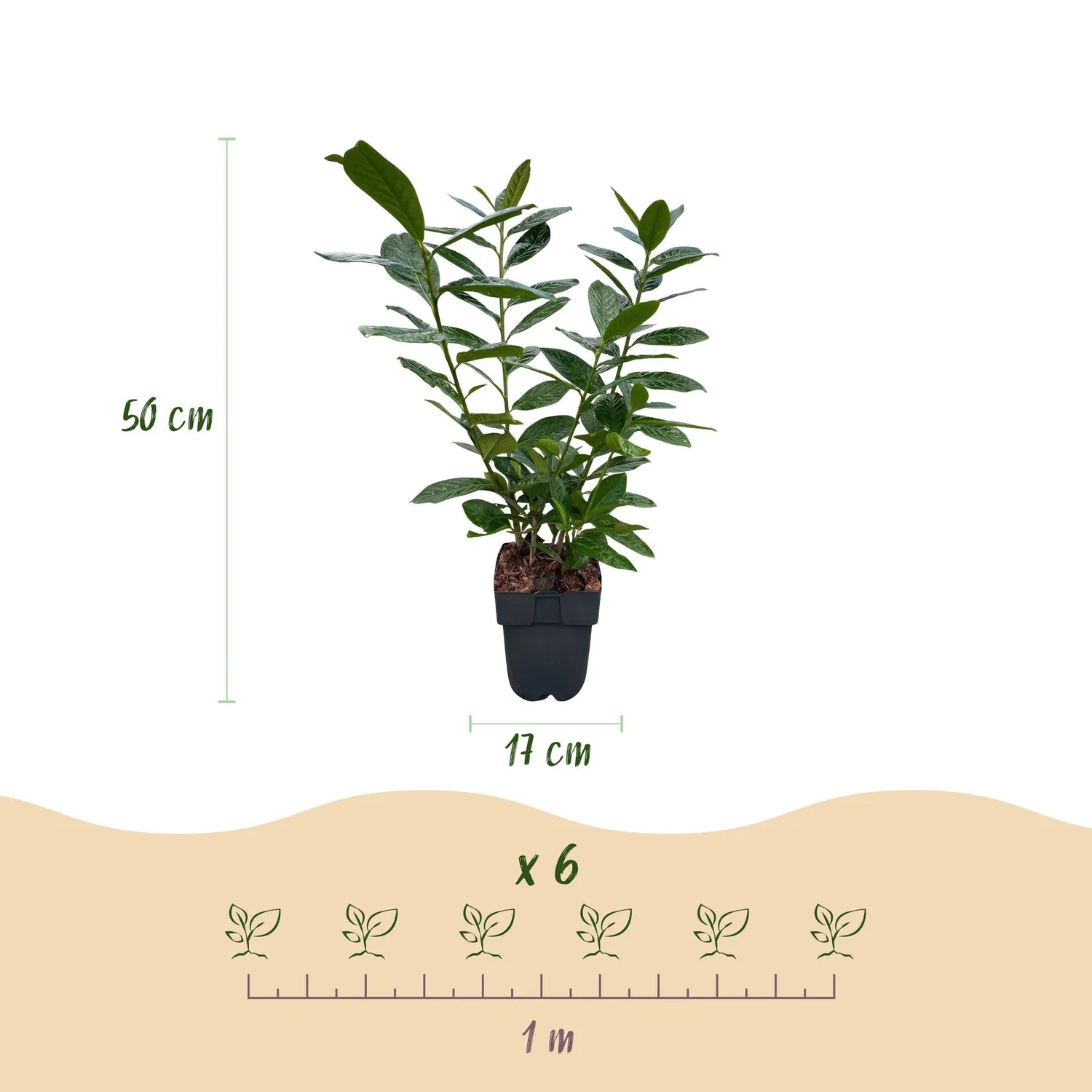 Plant and Stories Laurier-cerise Novita haie lot 6 pots 17 cm