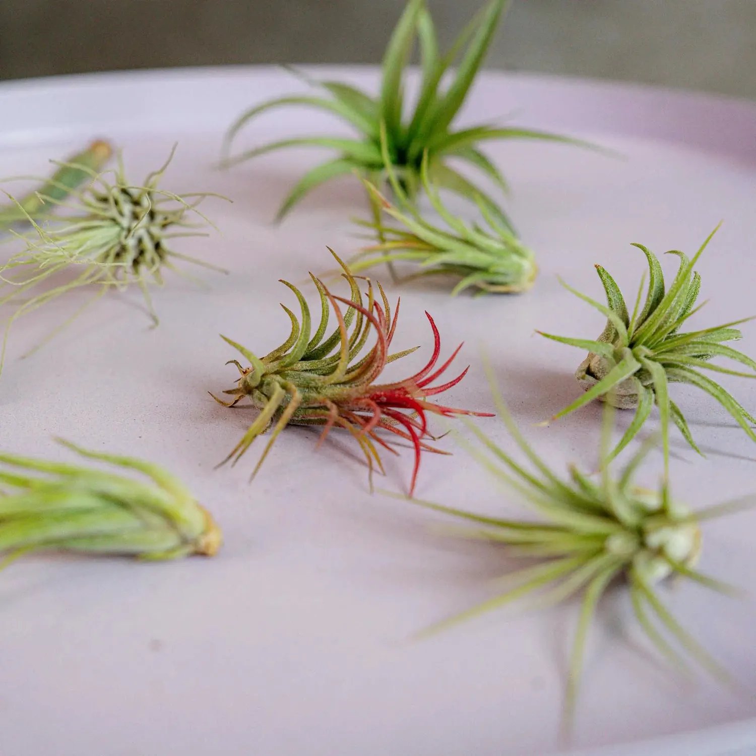 Airplantshop Mini Box coffret 10 tillandsias sans terre