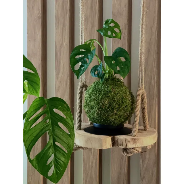 Oh My Green Monstera Monkey Mask kokedama taille S feuilles trouées