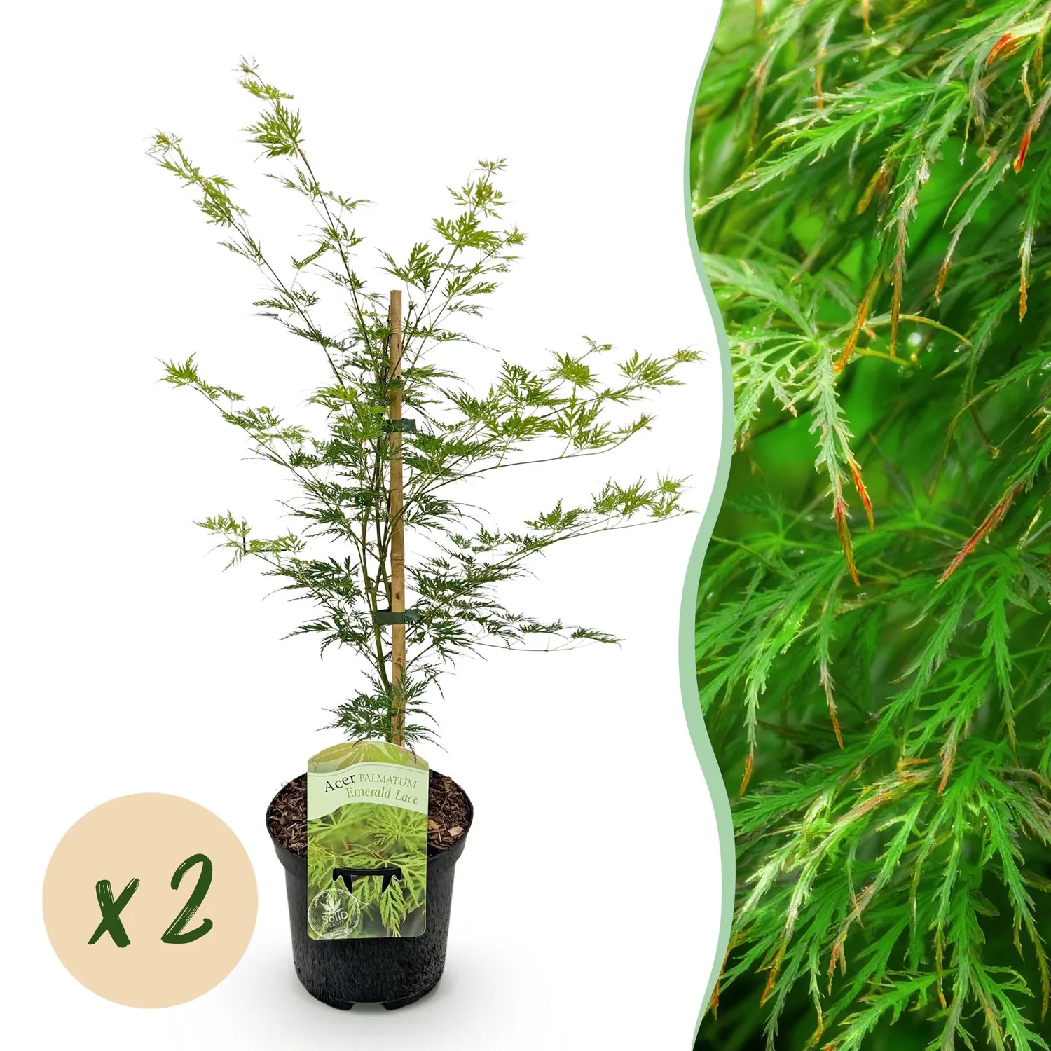 Plant and Stories Emerald Lace érable pot 19 cm 1 plant