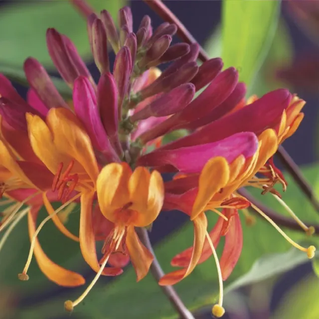 Plant and Stories Goldflame chèvrefeuille grimpante 2 plants parfumée