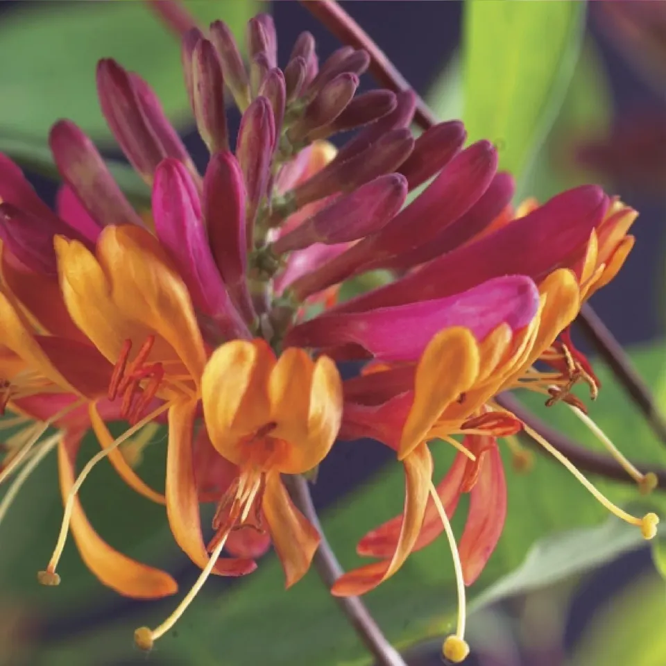 Plant and Stories Goldflame chèvrefeuille grimpante 2 plants parfumée