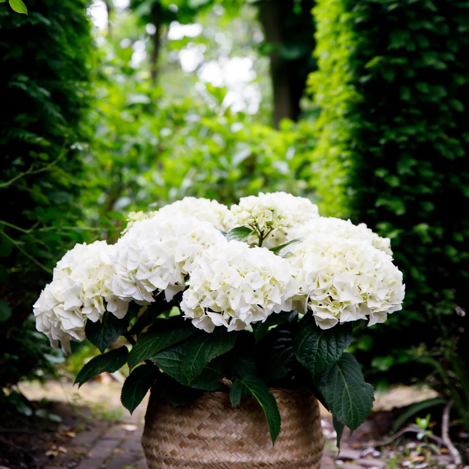 Plant and Stories Forever Ever hortensia bleu 23 cm 1 plant