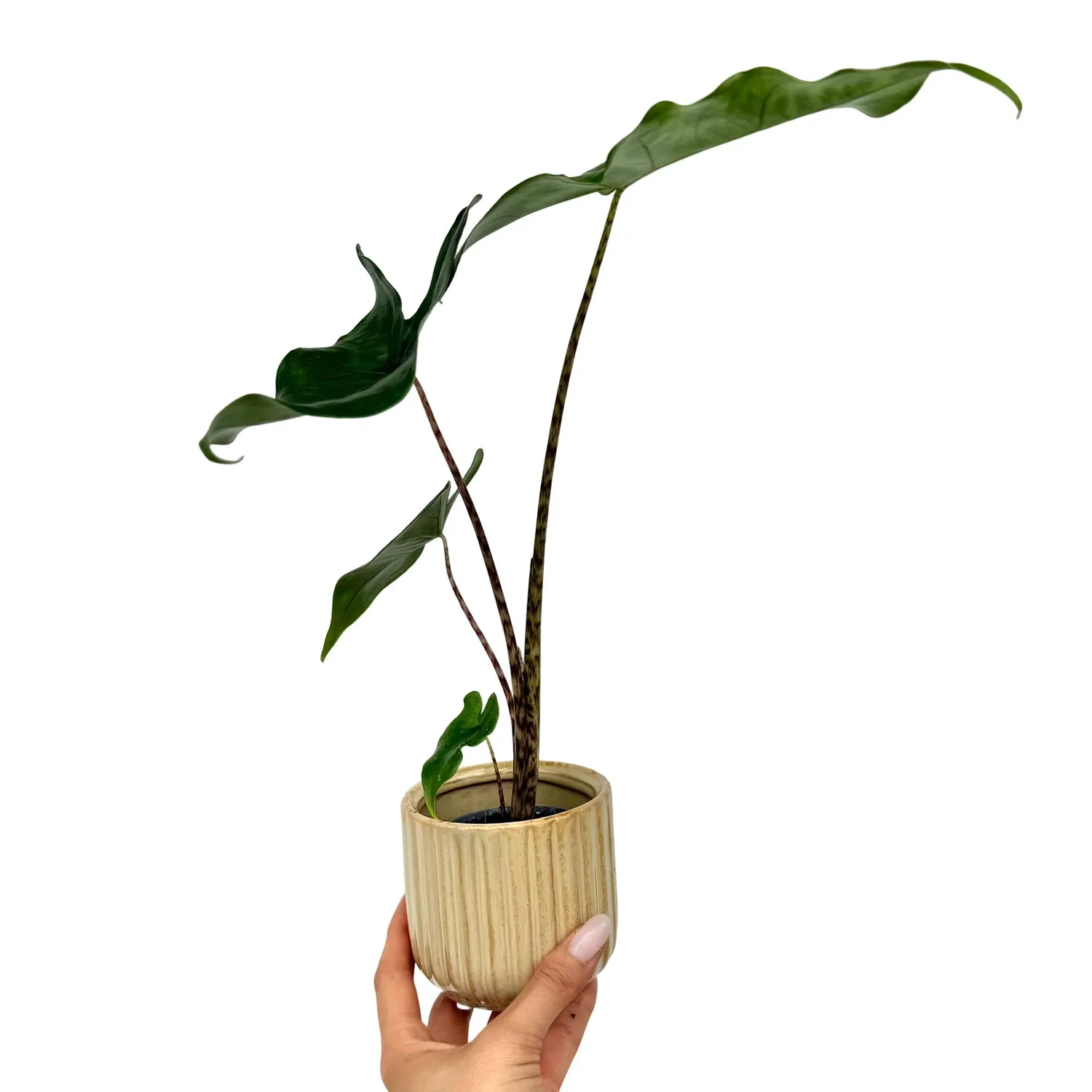 Plant and Stories Zebrina Alocasia plante pot 7 cm tiges zébrées