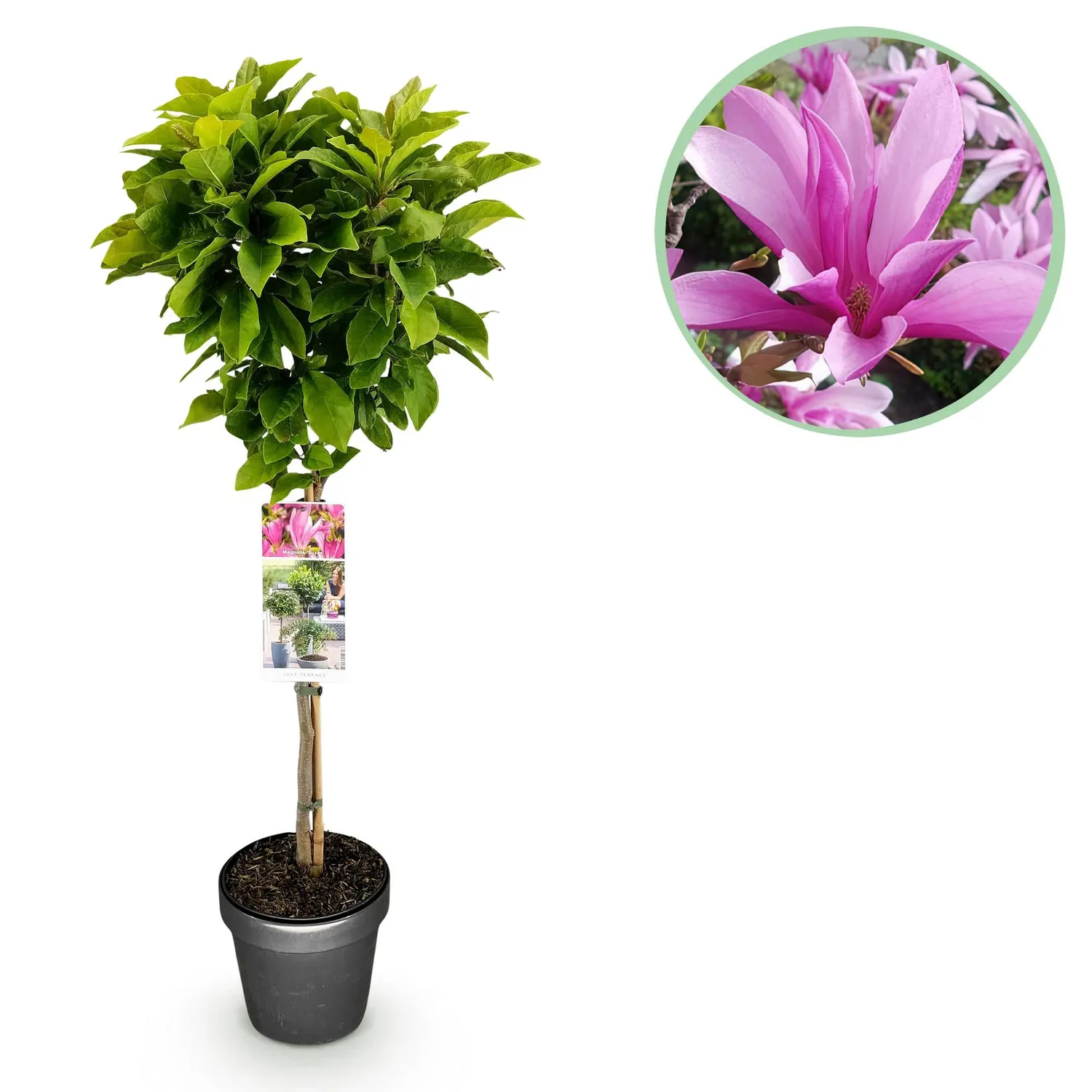 Plant and Stories Magnolia Susan arbuste pot 19 cm 90 cm rose