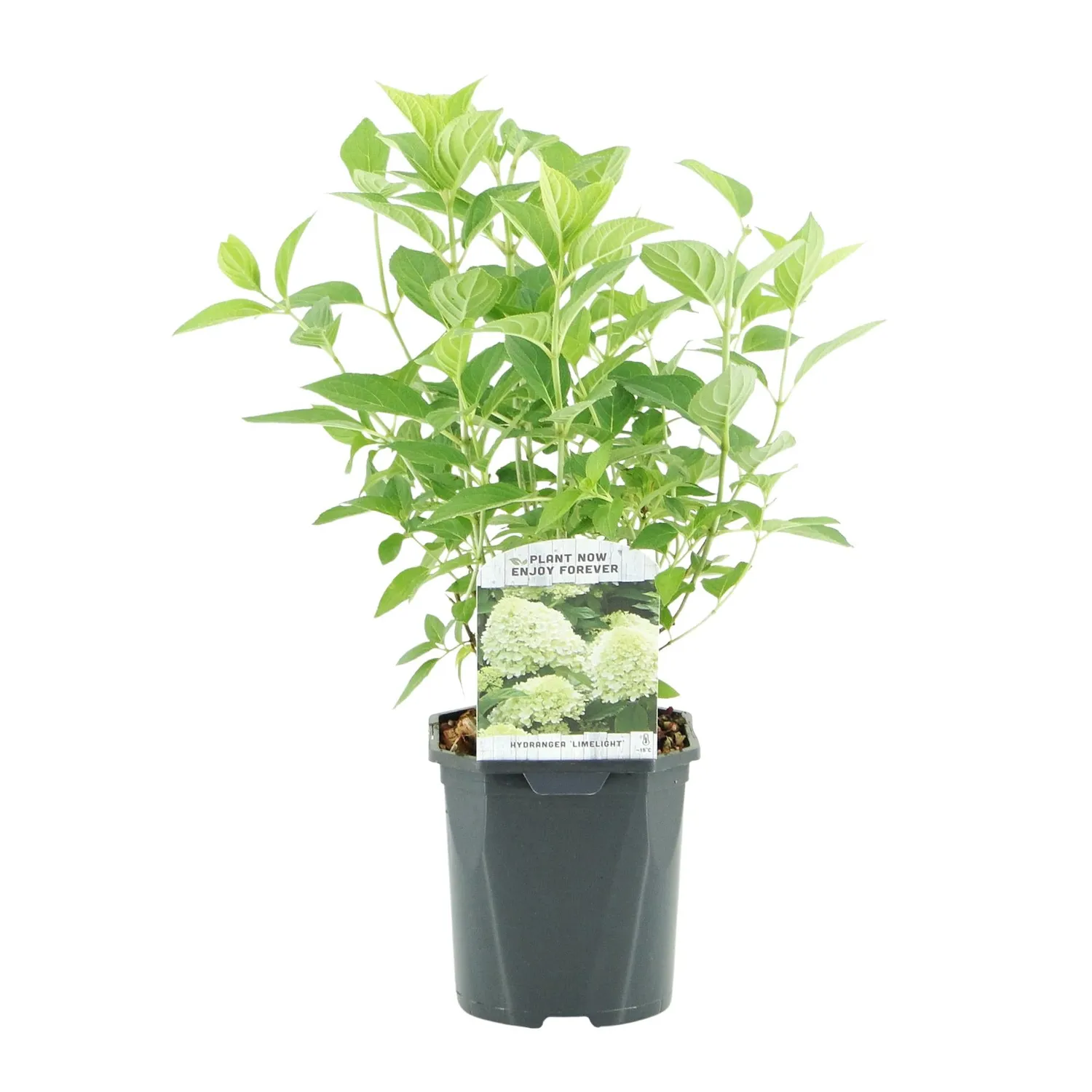 Plant and Stories Limelight hortensia 1 plant pot 17 cm rustique