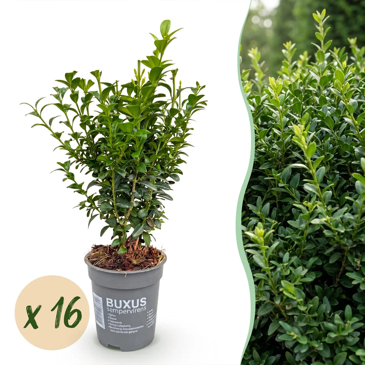 Plant and Stories Buxus buis haie 8 plants pot 9 cm