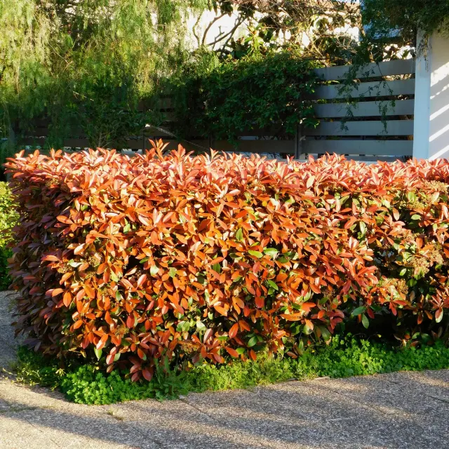 Plant and Stories Photinia Red Robin plante de haie lot 6 rouge
