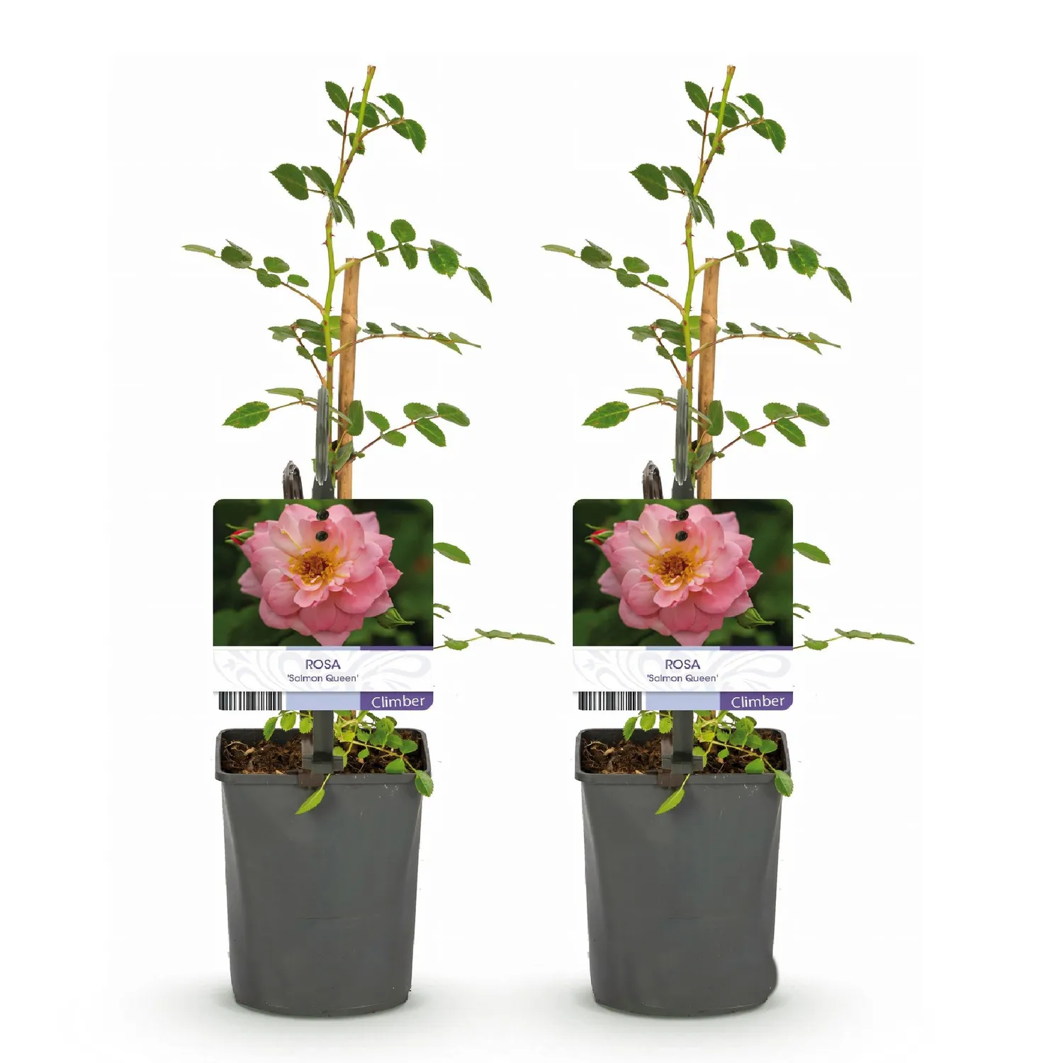 Plant and Stories Salmon Queen rosier grimpant lot 2 parfumé