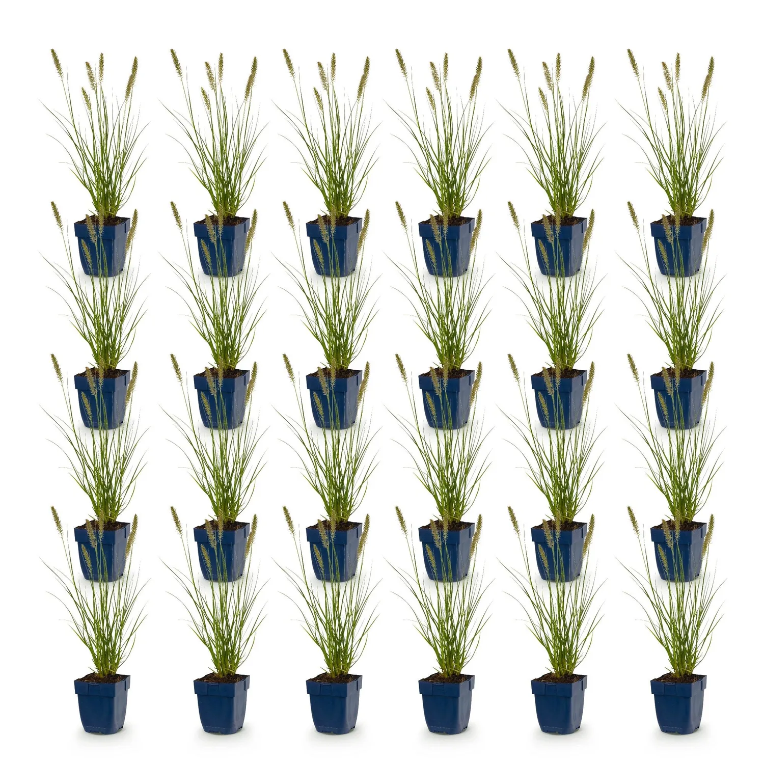 Plant and Stories Hameln graminée ornementale 1 plant pot 11 cm rustique