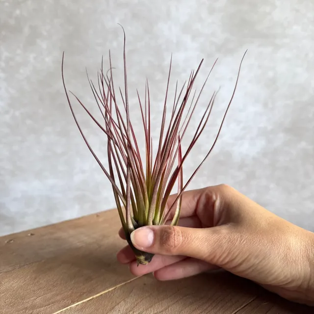 Airplantshop Tillandsia Melanocrater Large plante aérienne 15 cm