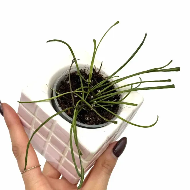 Plant and Stories Hoya Retusa plante pot 6cm feuilles filiformes