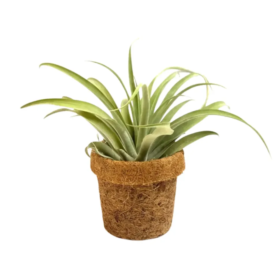Airplantshop Kokodama Tillandsia Capitata XL plante en pot coco