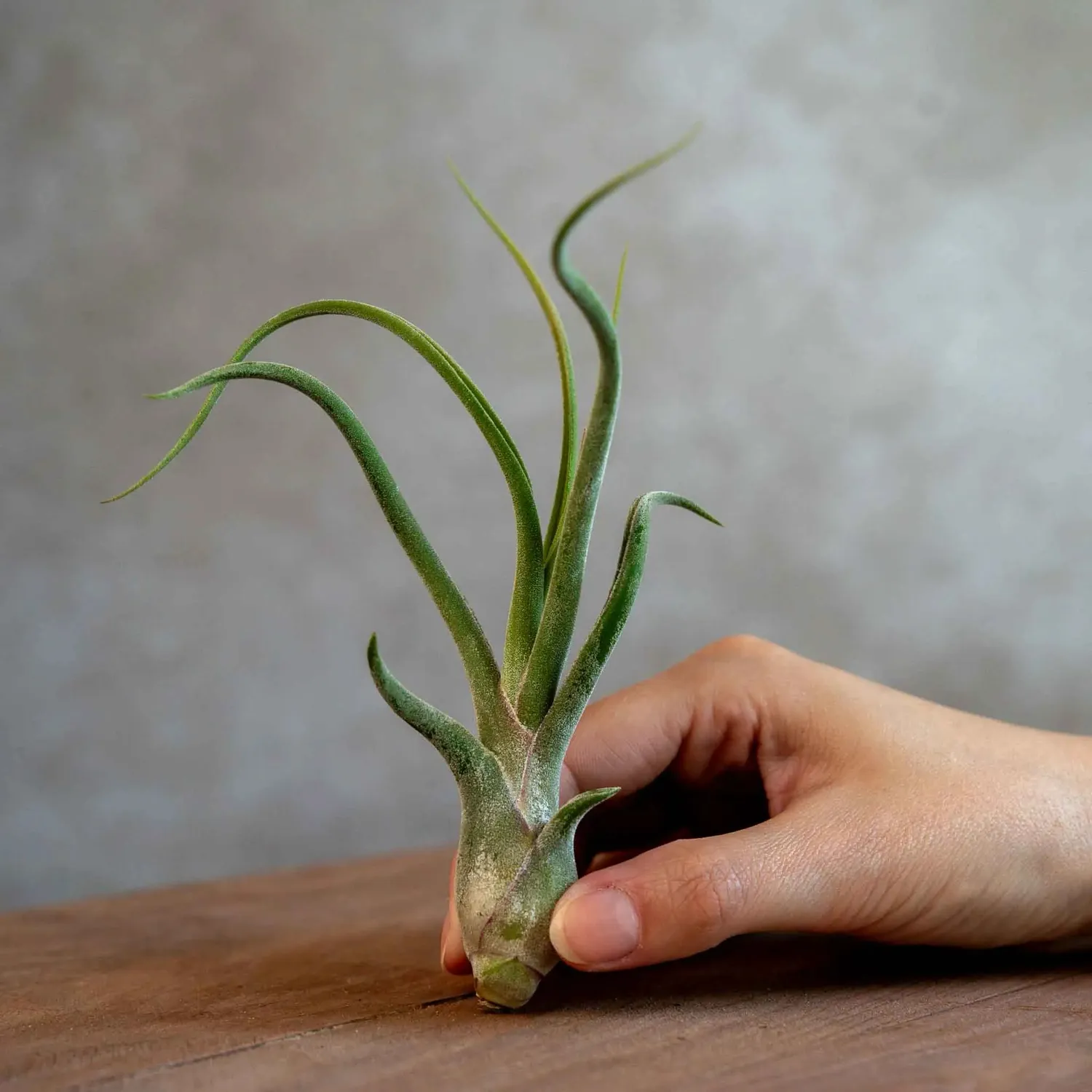 Airplantshop Tillandsia caput-medusae plante aérienne pieuvre