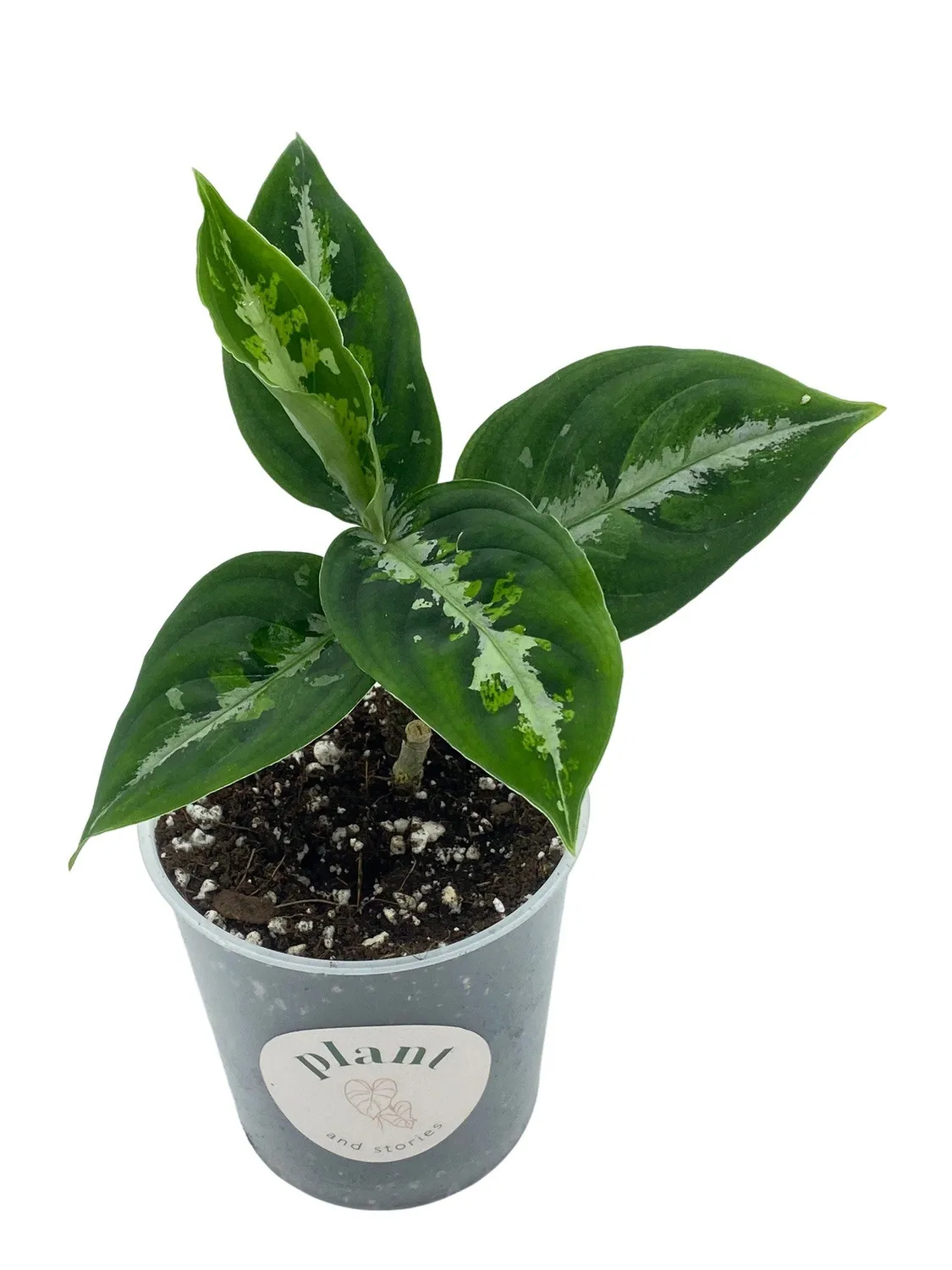 Plant and Stories Pictum Tricolor aglaonema pot 6 cm