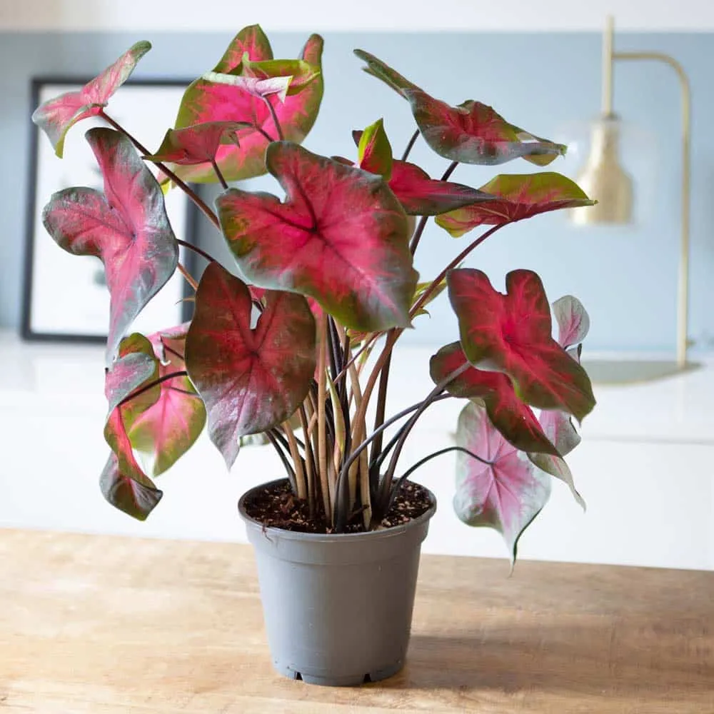 Réconciliation Végétale Caladium Florida Sweetheart plante bulbe