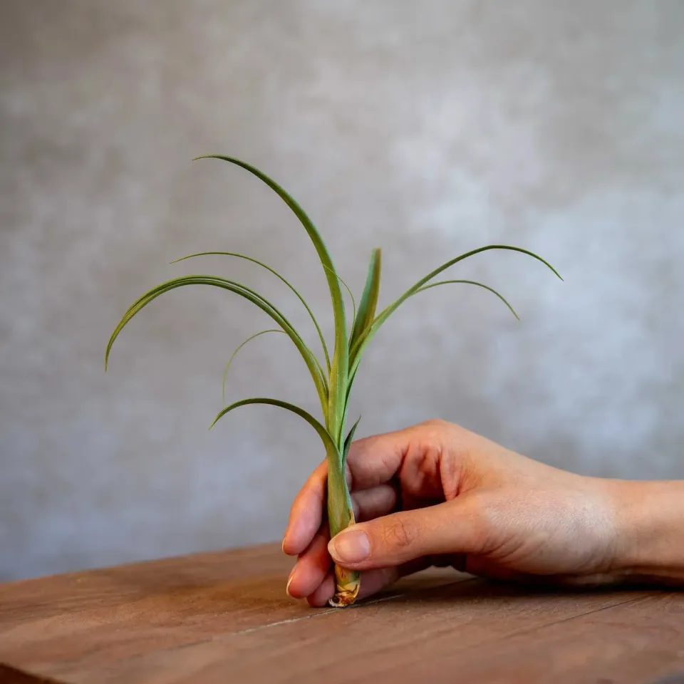 Airplantshop Tillandsia Balbisiana plante aérienne small feuilles