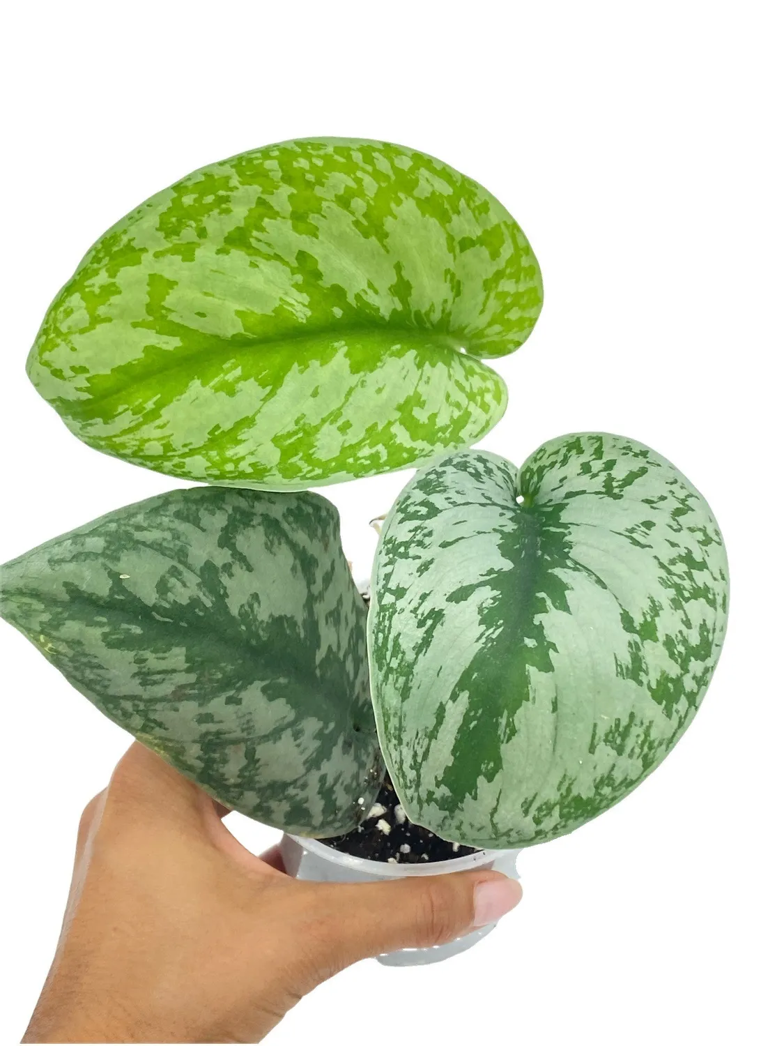 Plant and Stories Scindapsus Pictus Trebie plante retombante pot 12 cm