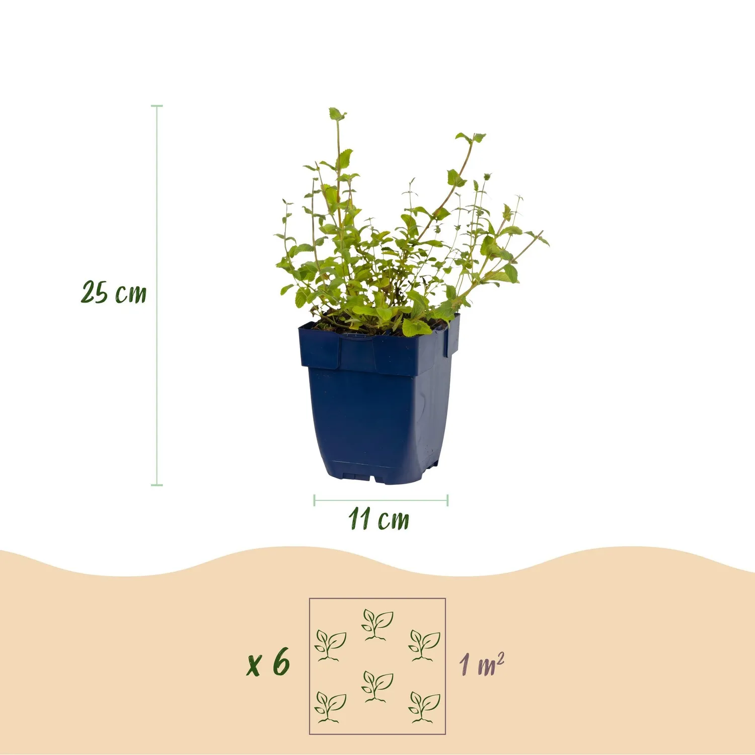 Plant and Stories Nepeta Grog népéta vivace pot 11 cm 1 plant