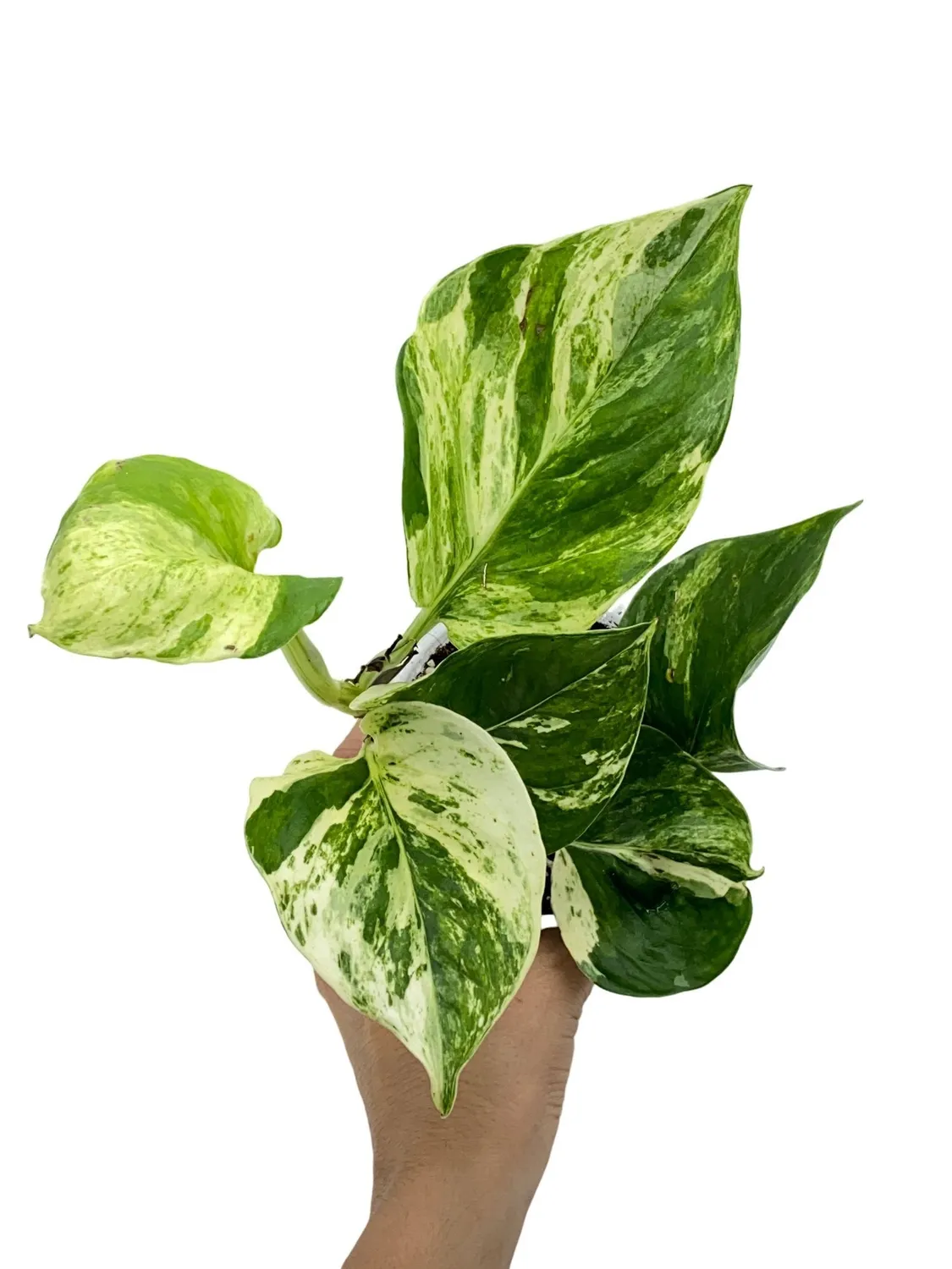 PLANT AND STORIES Epipremnum Manjula plante pot 6 cm marbré
