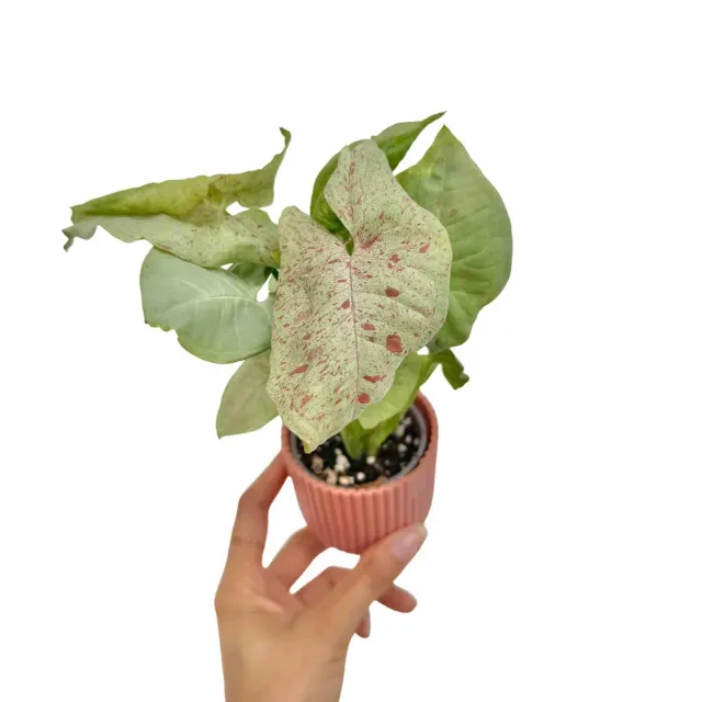 Plant and Stories Syngonium Confetti plante pot 6cm feuillage rose