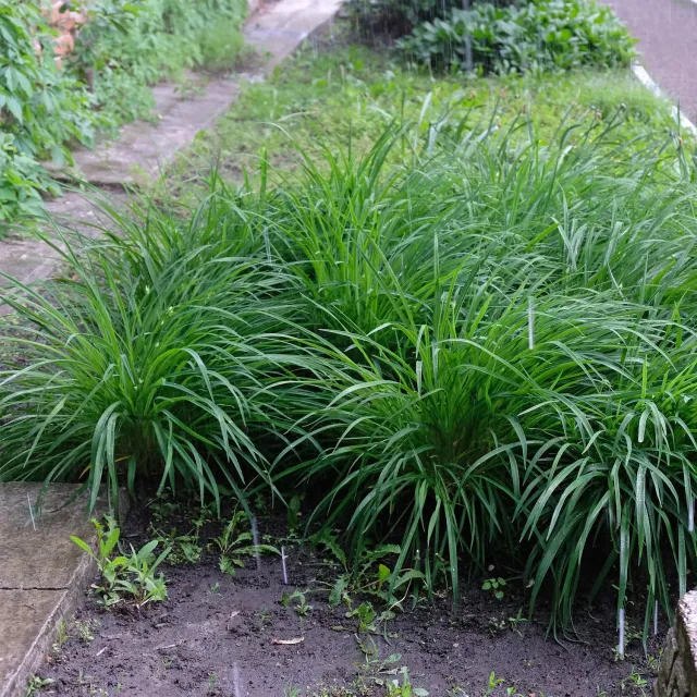 Plant and Stories Carex Irish Green graminée pot 17 cm 1 plant ombre