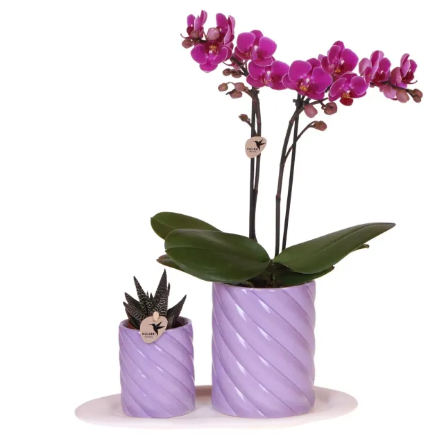 Plant and Stories Phalaenopsis orchidée orange coffret cadeau