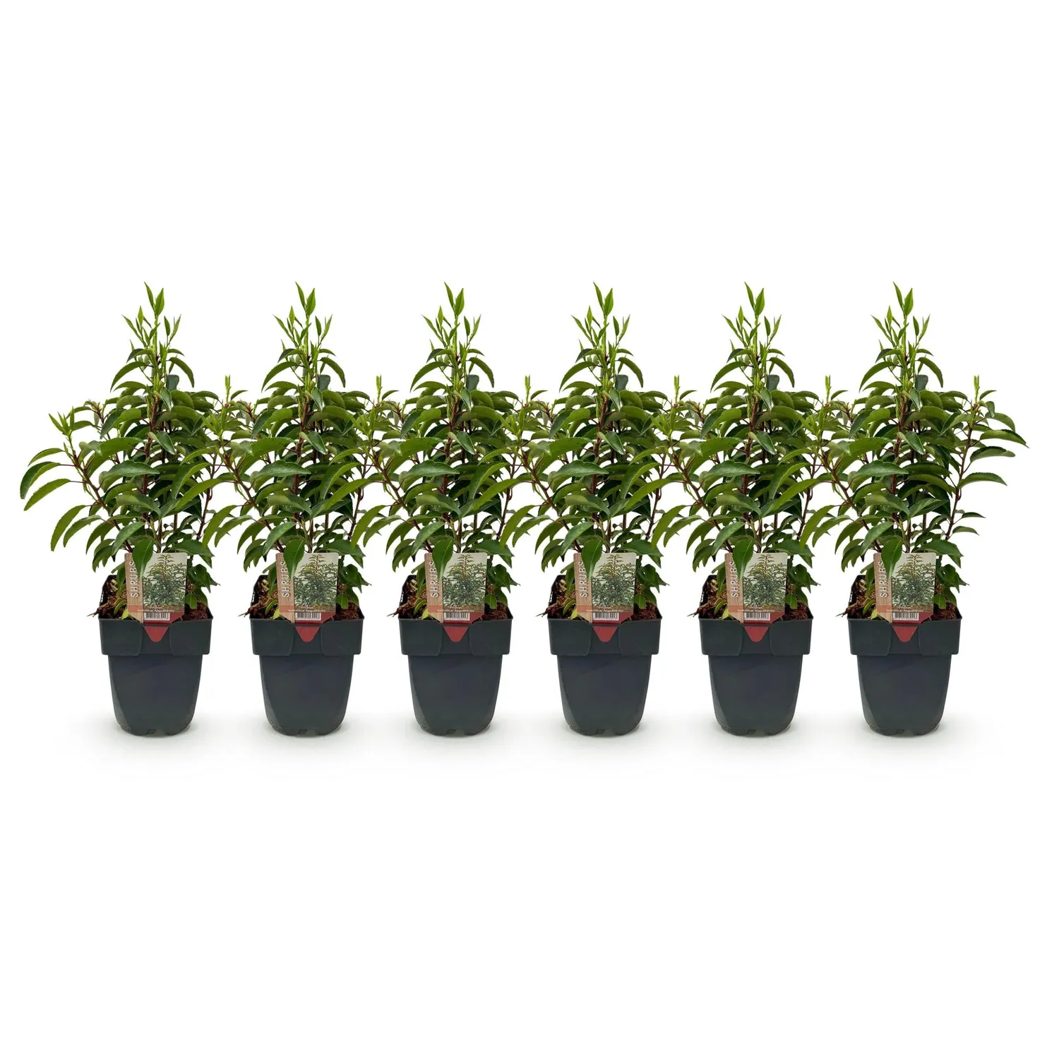 Plant and Stories Laurier Portugal Angustifolia haie lot 6 plants pot 17cm