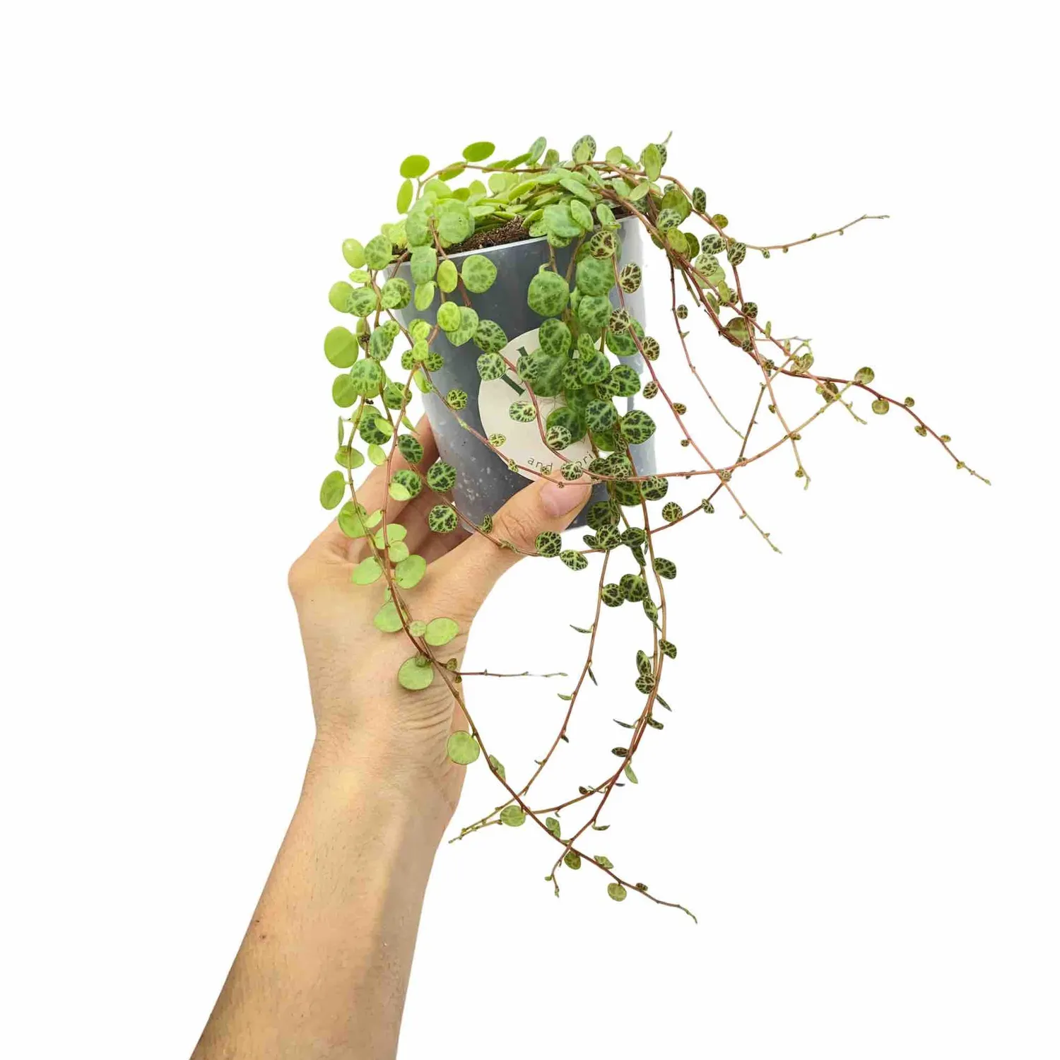 Plant and Stories Peperomia Prostrata plante 6 cm tortue