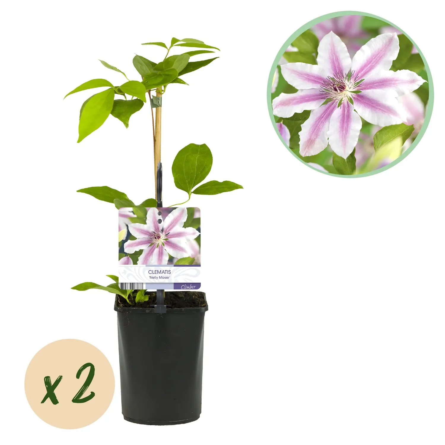 Plant and Stories Nelly Moser clématite rose lot de 2