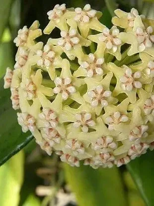 Plant and Stories Villosa hoya plante d'intérieur pot 9 cm