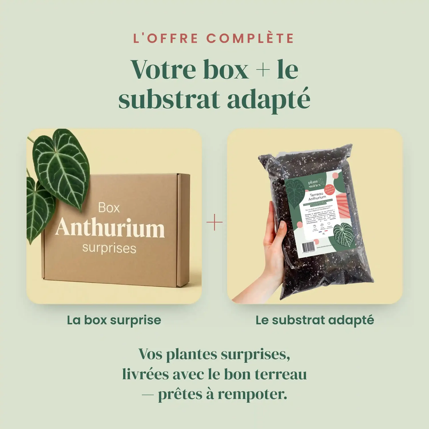 Plant and Stories Box Anthurium Mystère lot 3 plantes rares