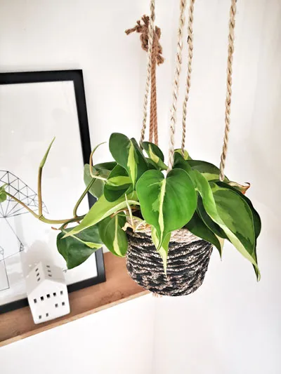 Réconciliation Végétale Margot philodendron scandens brasil retombant