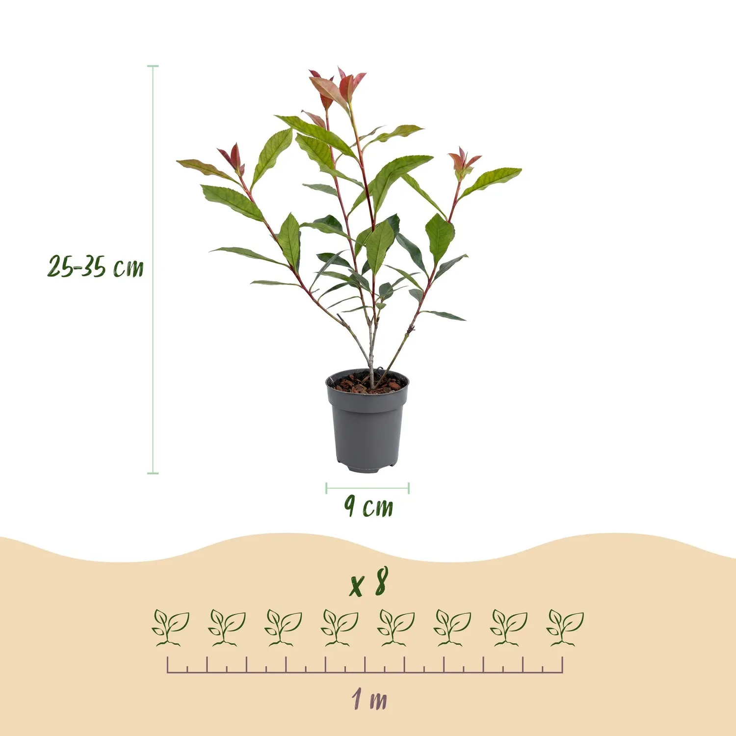 Plant and Stories Carré Rouge photinia haie pot 9 cm 25 cm