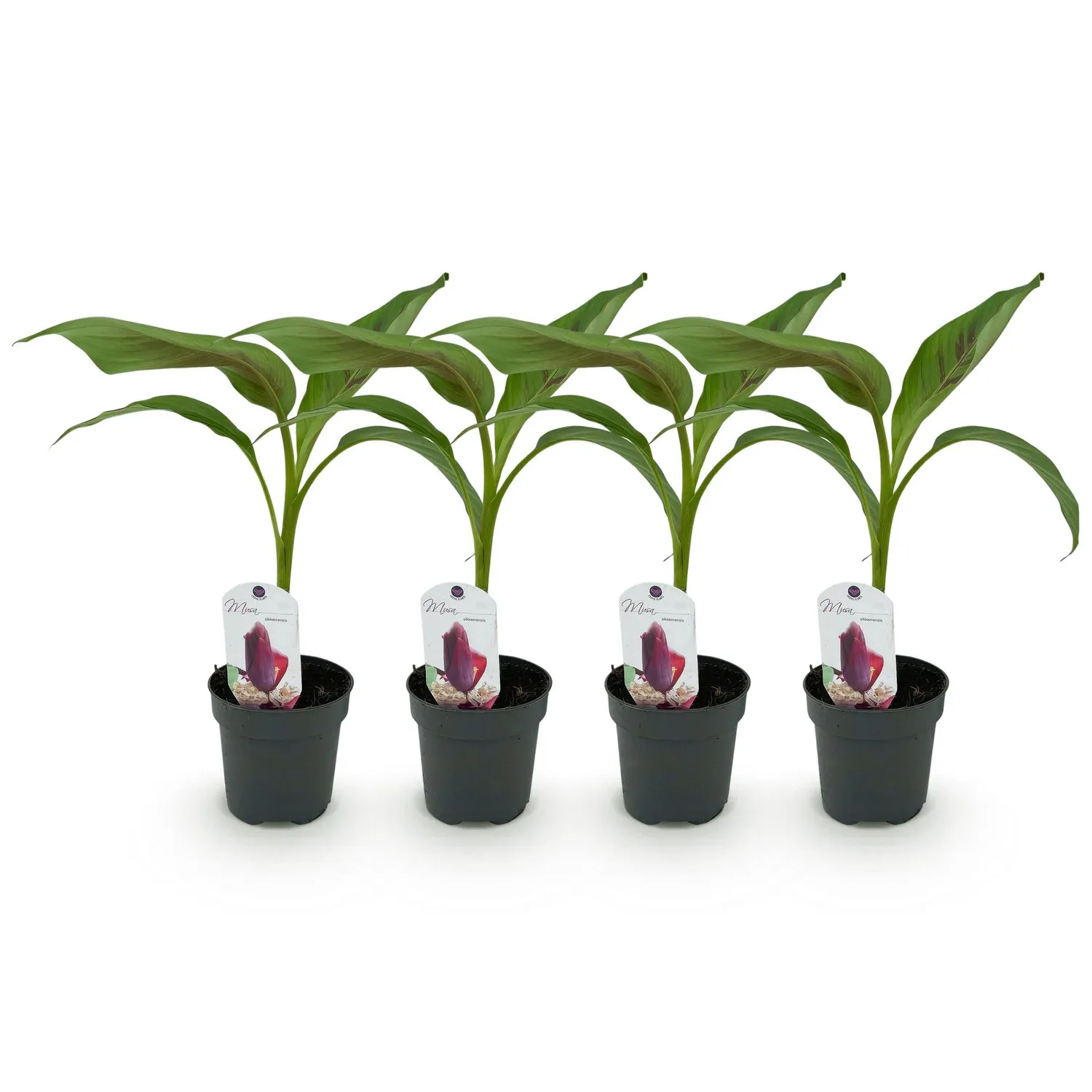 Plant and Stories Musa Red Tiger bananier 2 plants pot 12 cm feuille rouge